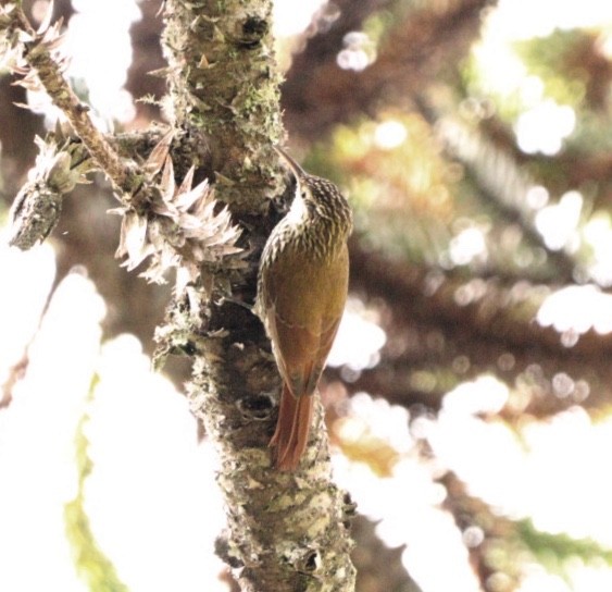 Scalloped Woodcreeper - ML618148419