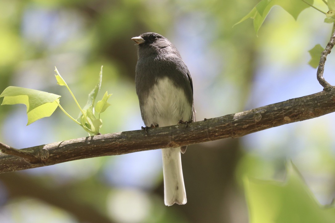 Dark-eyed Junco - Irvin Pitts