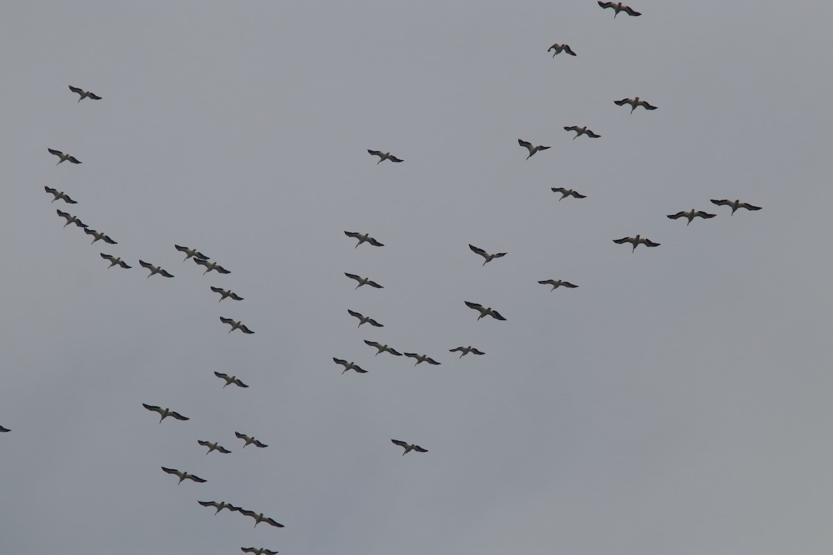 American White Pelican - Robert Mercer