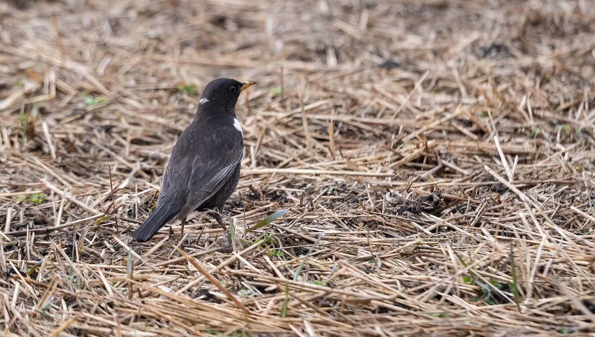 Mirlo Capiblanco (torquatus) - ML618148452