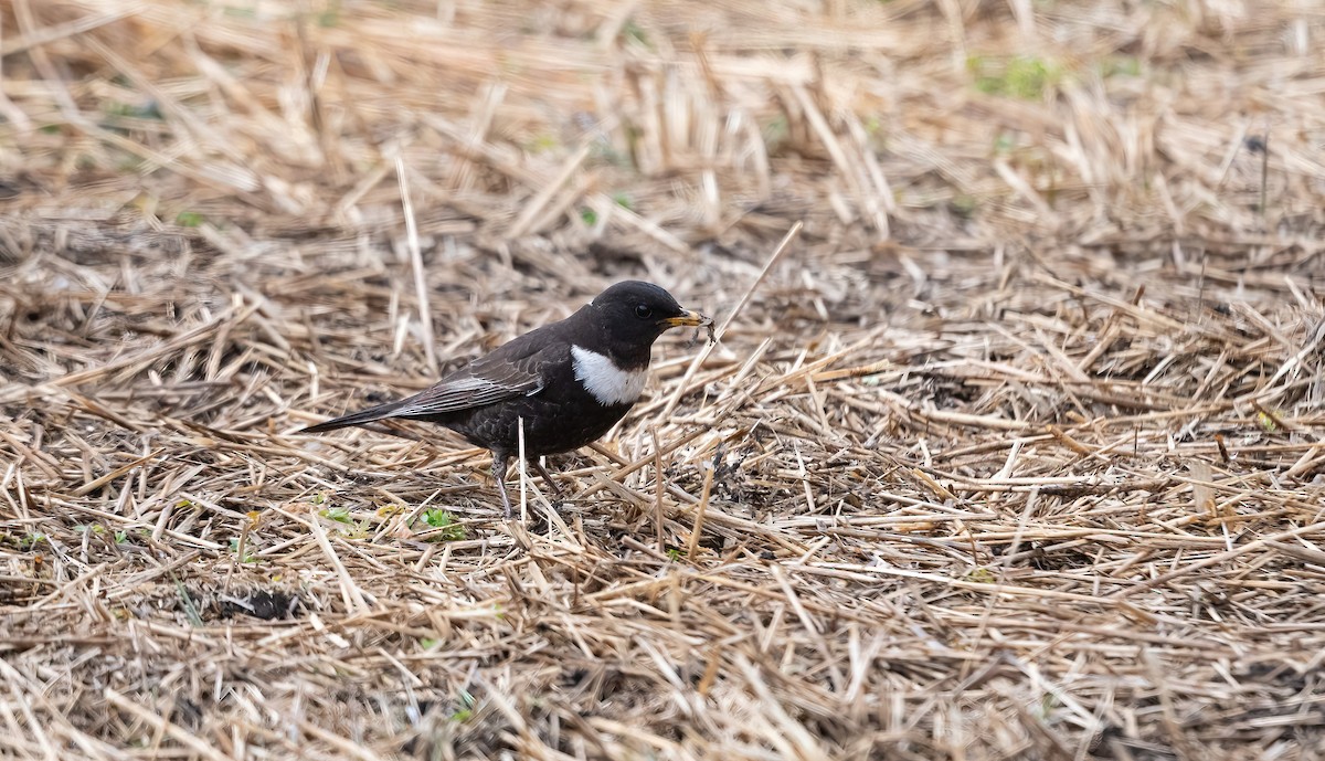 Ring Ouzel (Northern) - Éric Francois Roualet