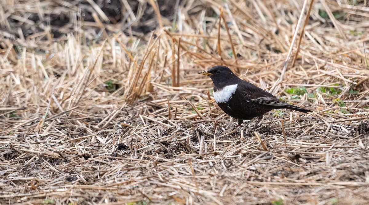 Ring Ouzel (Northern) - Eric Francois Roualet