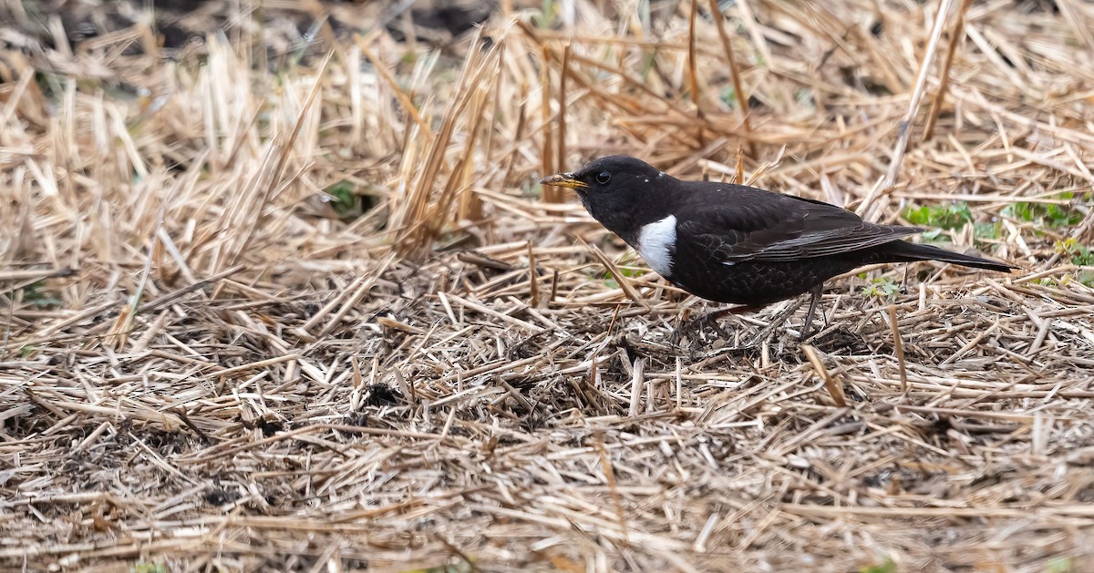 クビワツグミ（torquatus） - ML618148461