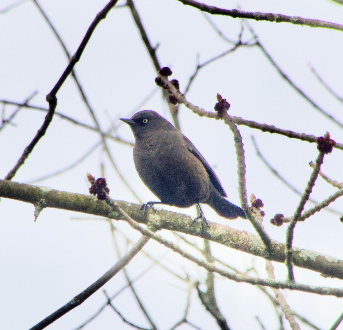 Rusty Blackbird - Clem Nilan