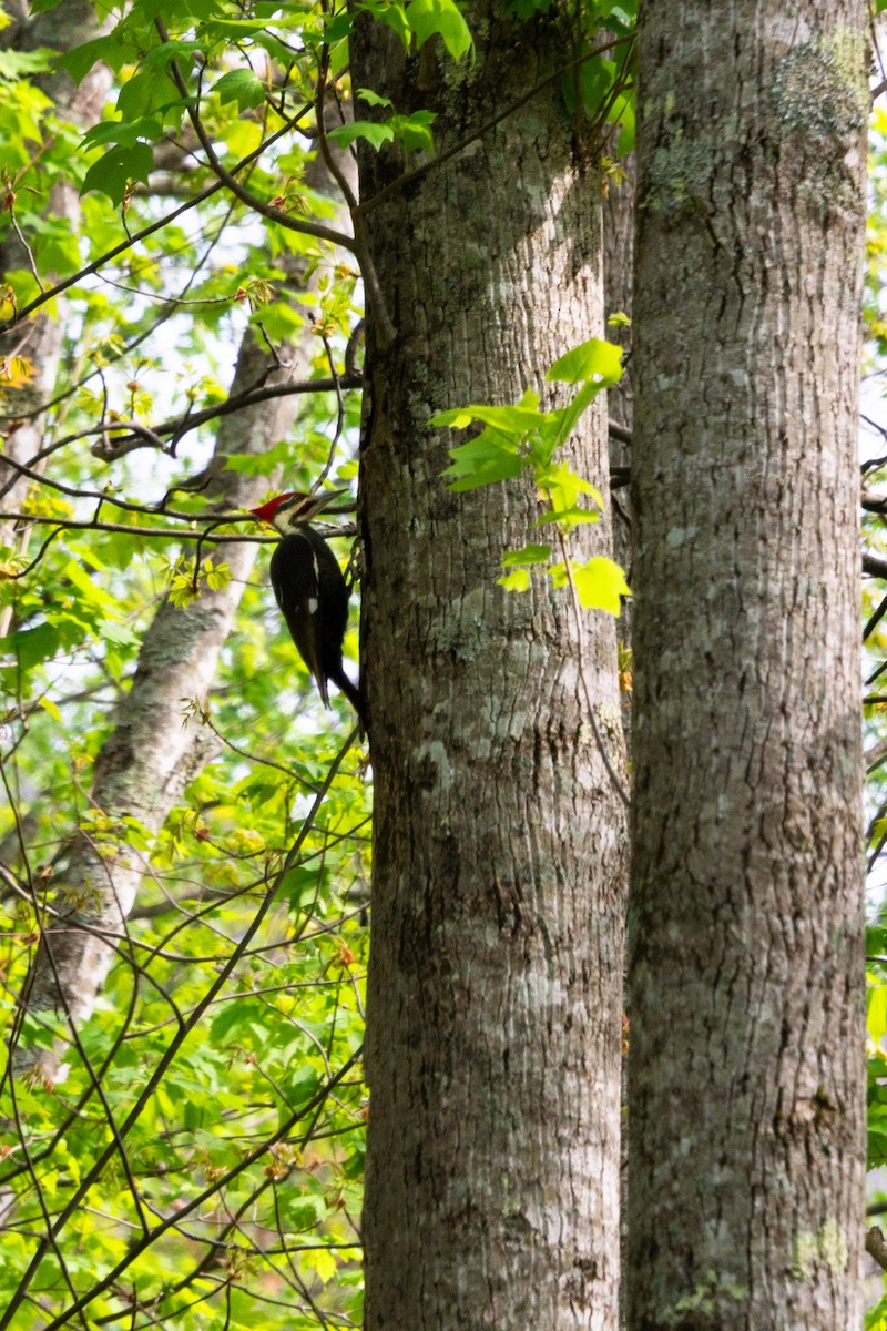 Pileated Woodpecker - ML618148512
