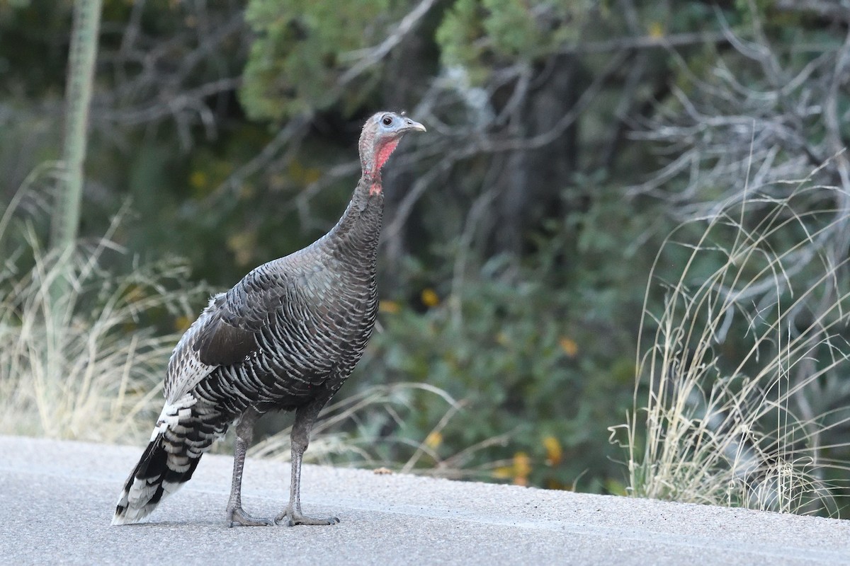 Wild Turkey - Shane Carroll