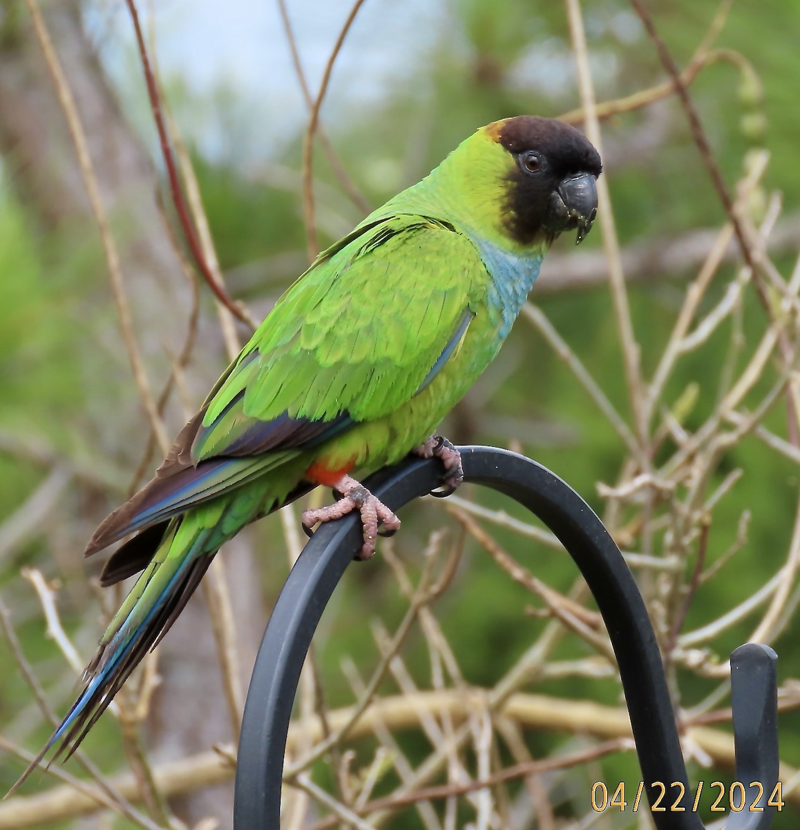 Nanday Parakeet - ML618148522