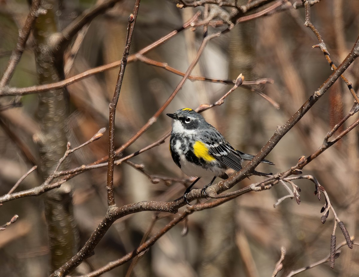 Yellow-rumped Warbler - Peggy Scanlan