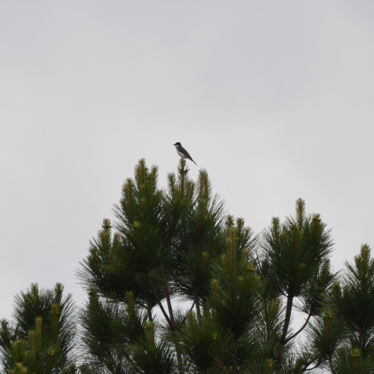 Eastern Kingbird - Grant Foster