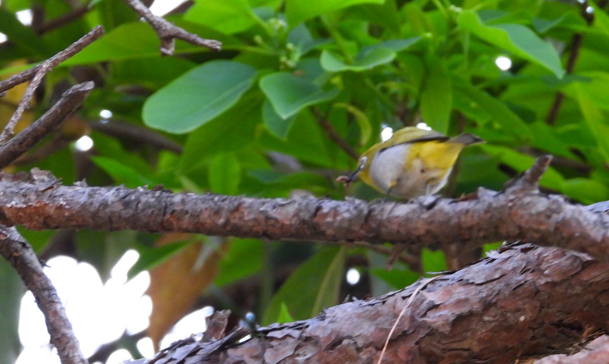 Indian White-eye - tina shangloo