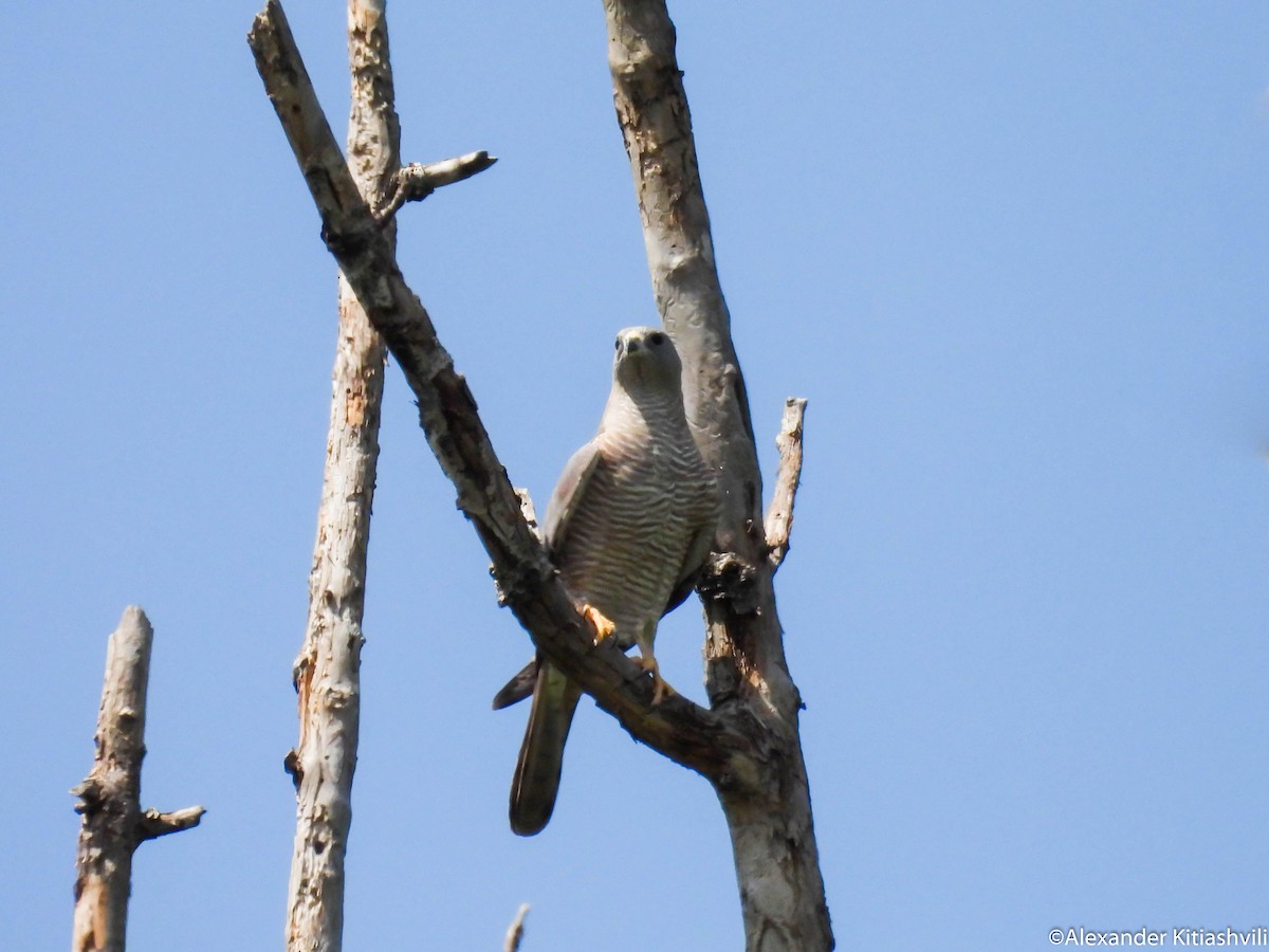 Levant Sparrowhawk - Alexander Kitiashvili