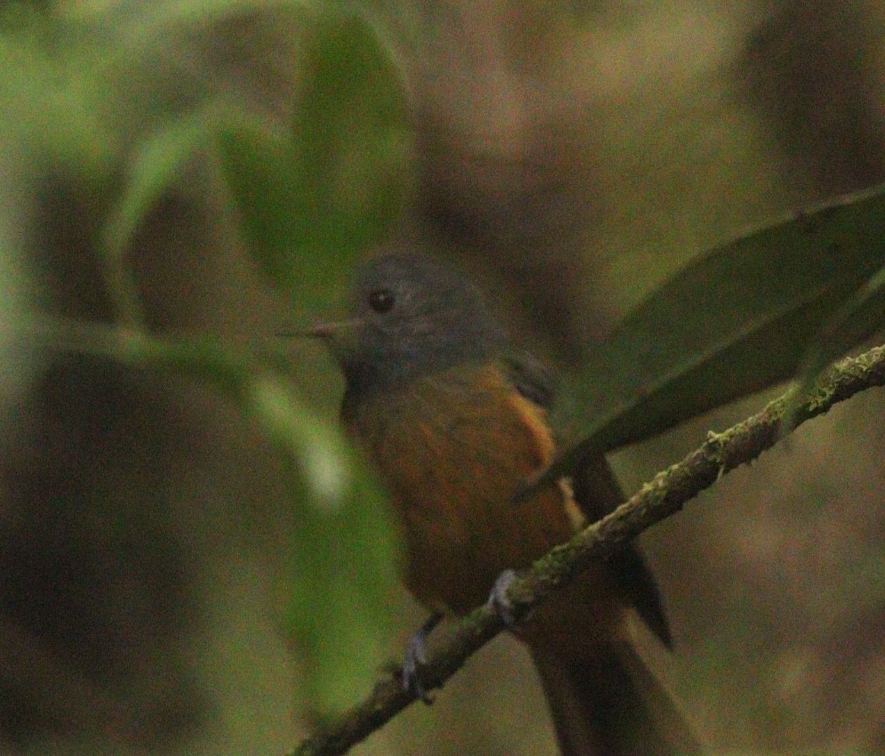 Gray-hooded Flycatcher - Rubélio Souza