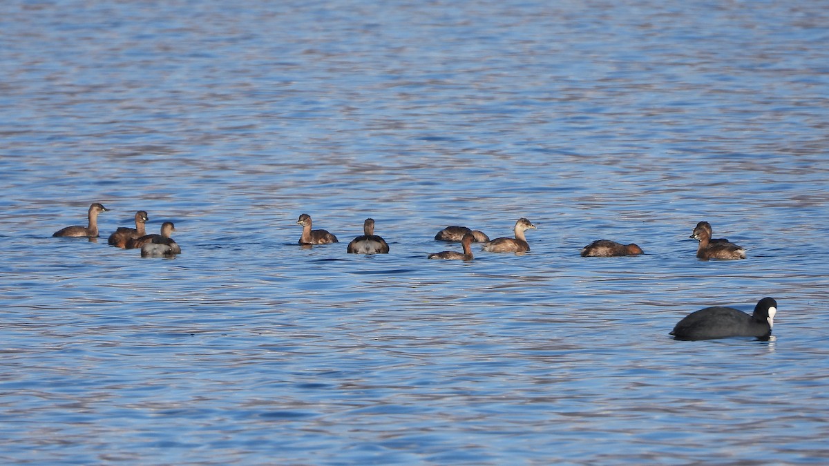 Little Grebe - Bruno Caula