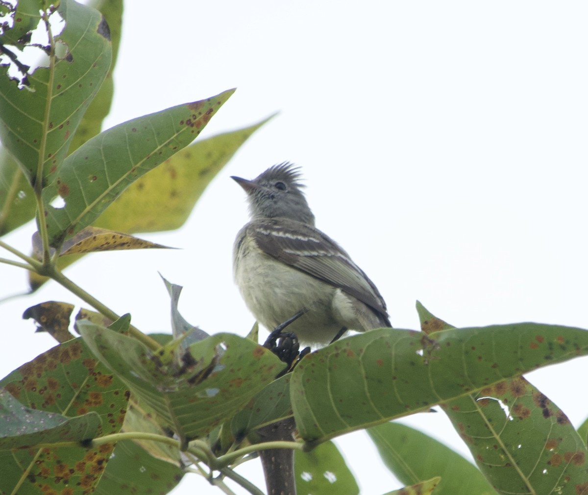 Yellow-bellied Elaenia - Maria Isabel Mantilla Mantilla