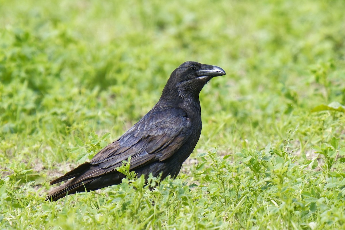 Common Raven - Holger Teichmann
