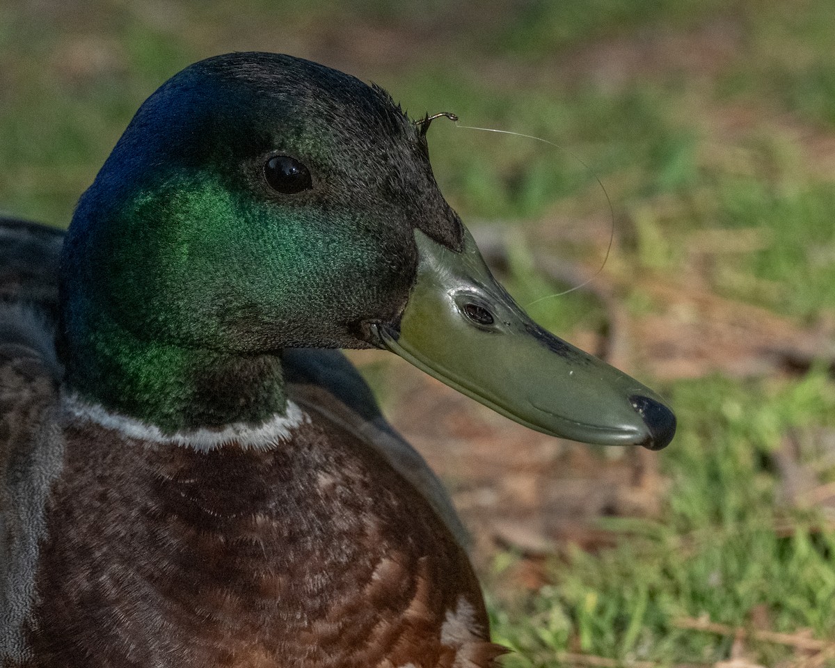 Mallard - Jhoneil Centeno