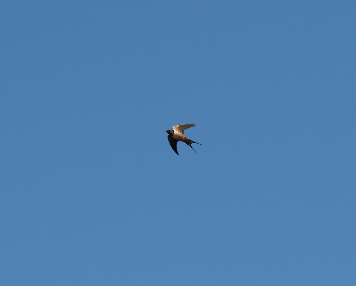 Barn Swallow - Peggy Scanlan