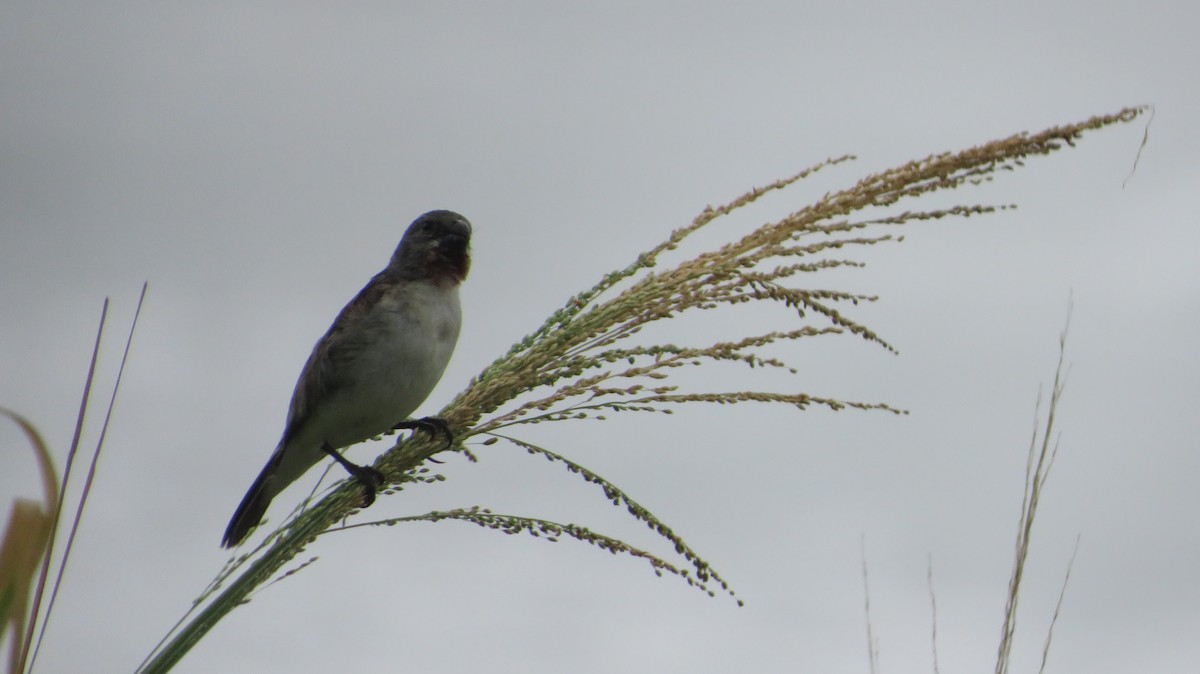 Chestnut-throated Seedeater - Hector Cadena