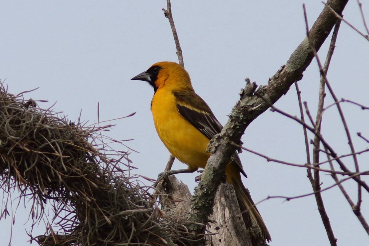 Altamira Oriole - Robert Mercer