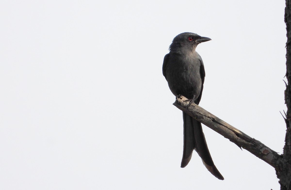 Ashy Drongo - tina shangloo