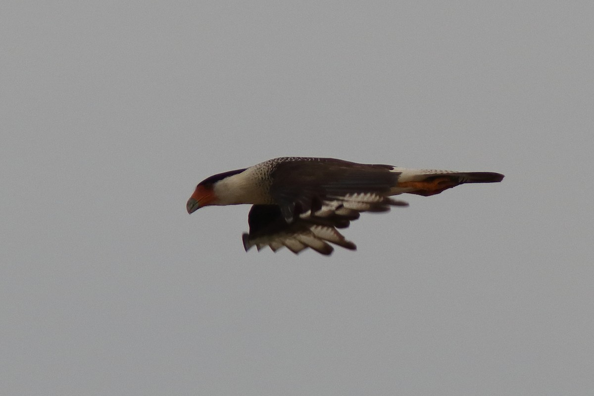 Crested Caracara - Robert Mercer