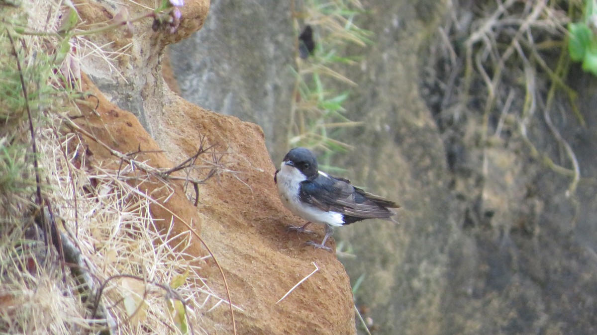 Blue-and-white Swallow - Hector Cadena