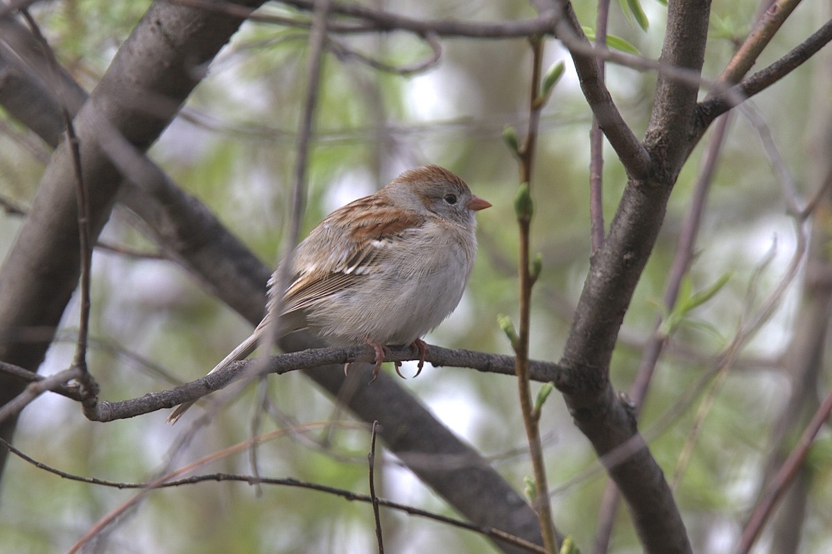 Field Sparrow - ML618148647