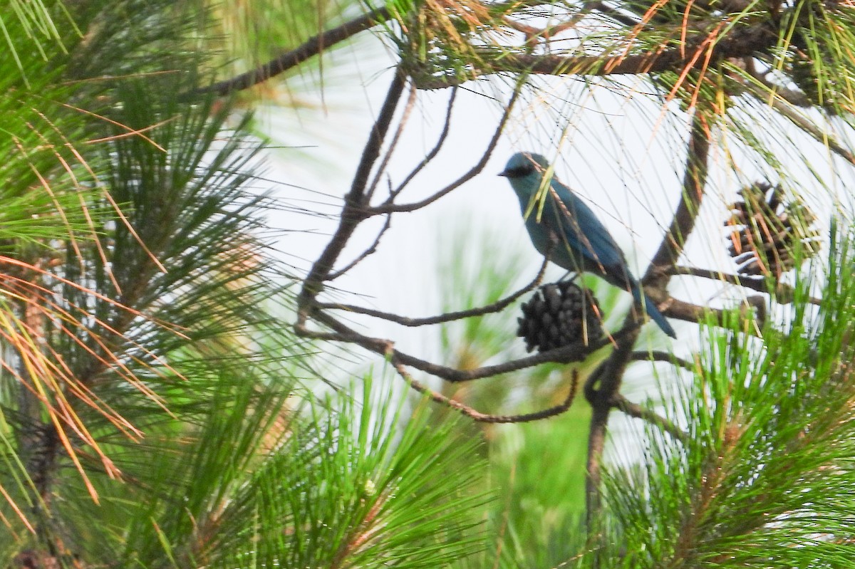 Verditer Flycatcher - tina shangloo