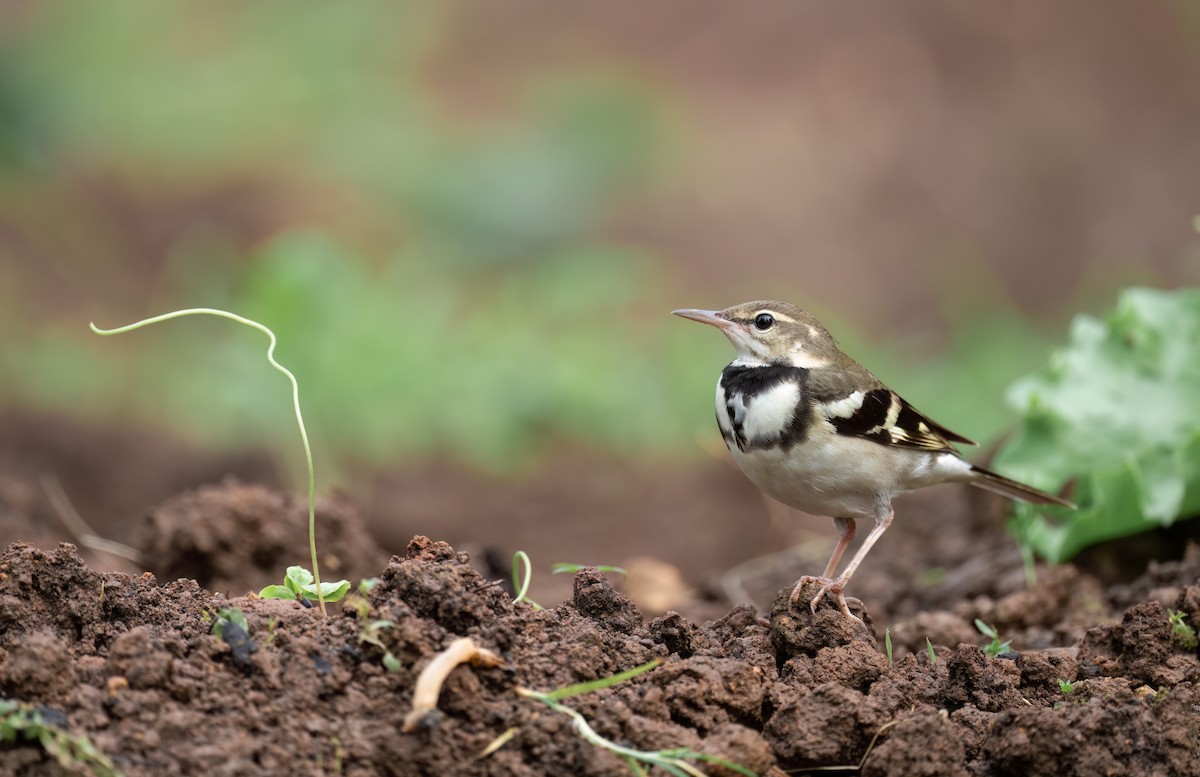 Forest Wagtail - Rui-Yang Ho