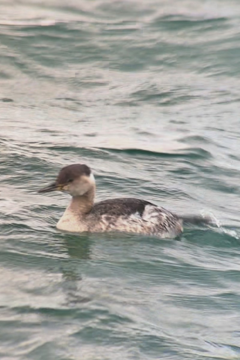 Red-necked Grebe - Jude Szabo