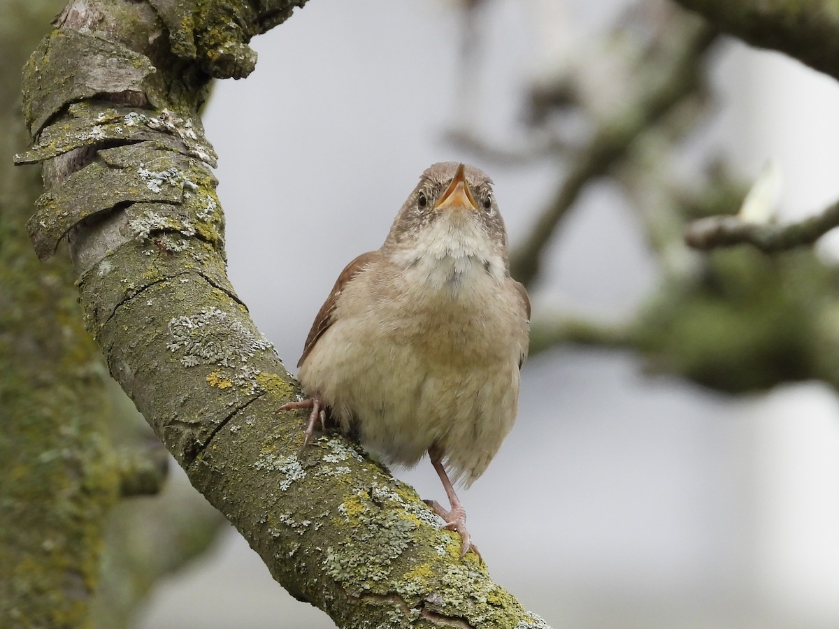 House Wren - Pat Hare