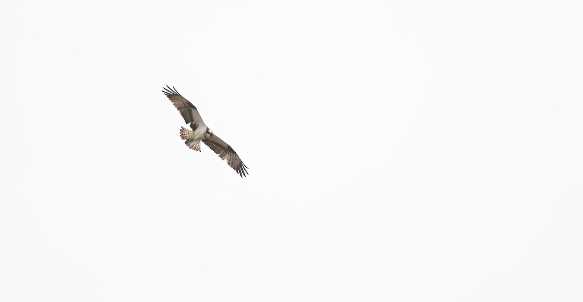 Osprey (haliaetus) - ML618148690