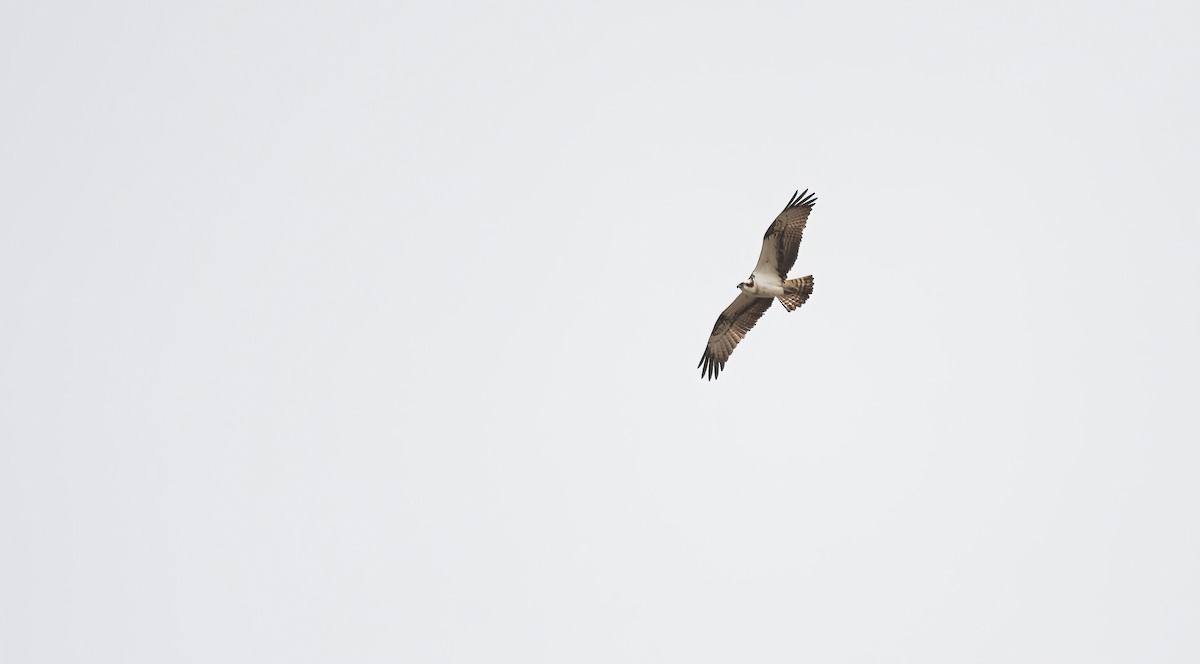 Osprey (haliaetus) - Eric Francois Roualet