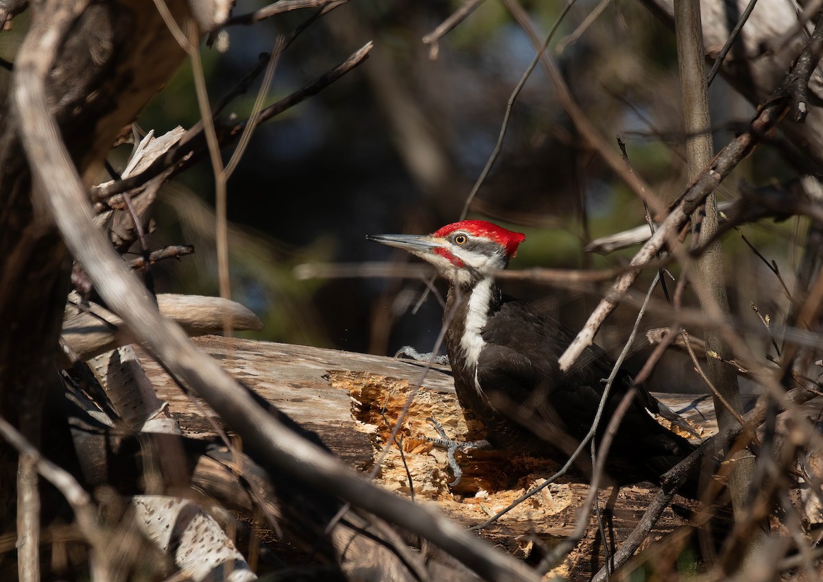 Pileated Woodpecker - Peggy Scanlan