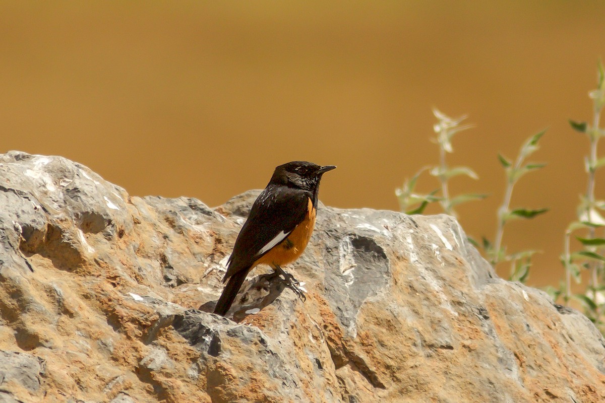 White-winged Cliff-Chat - Morten Lisse