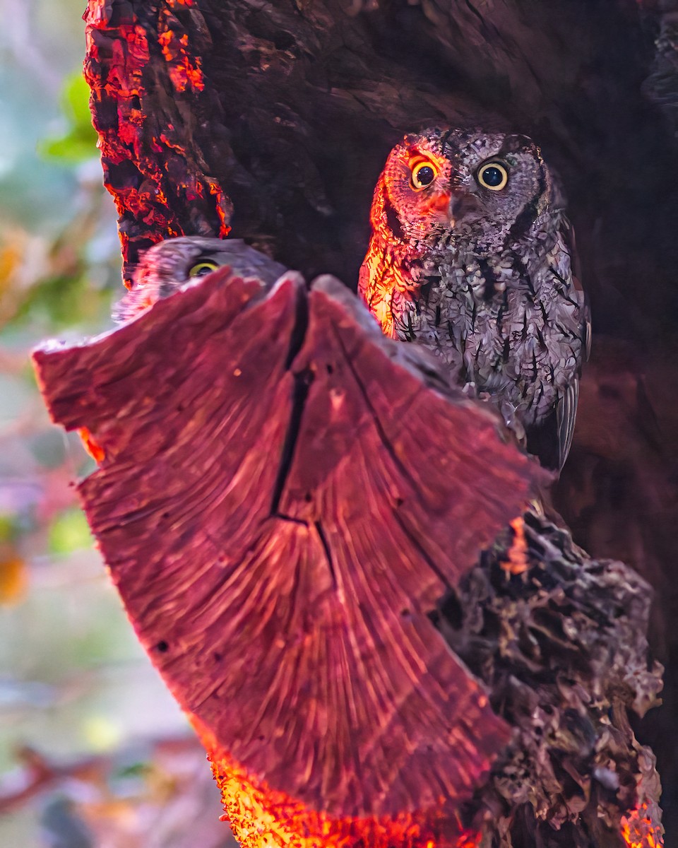 Western Screech-Owl - ML618148745