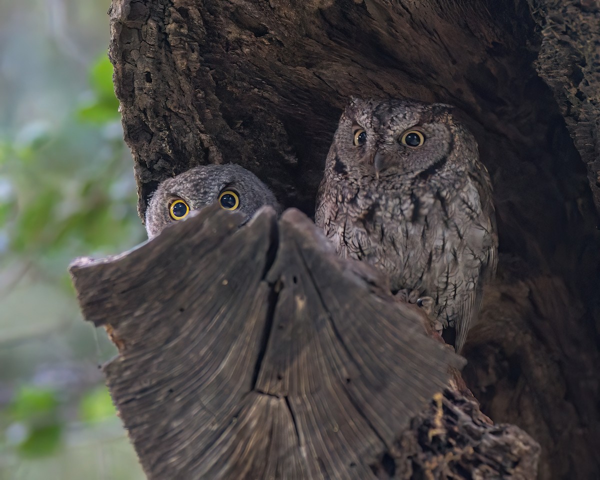 Western Screech-Owl - ML618148749