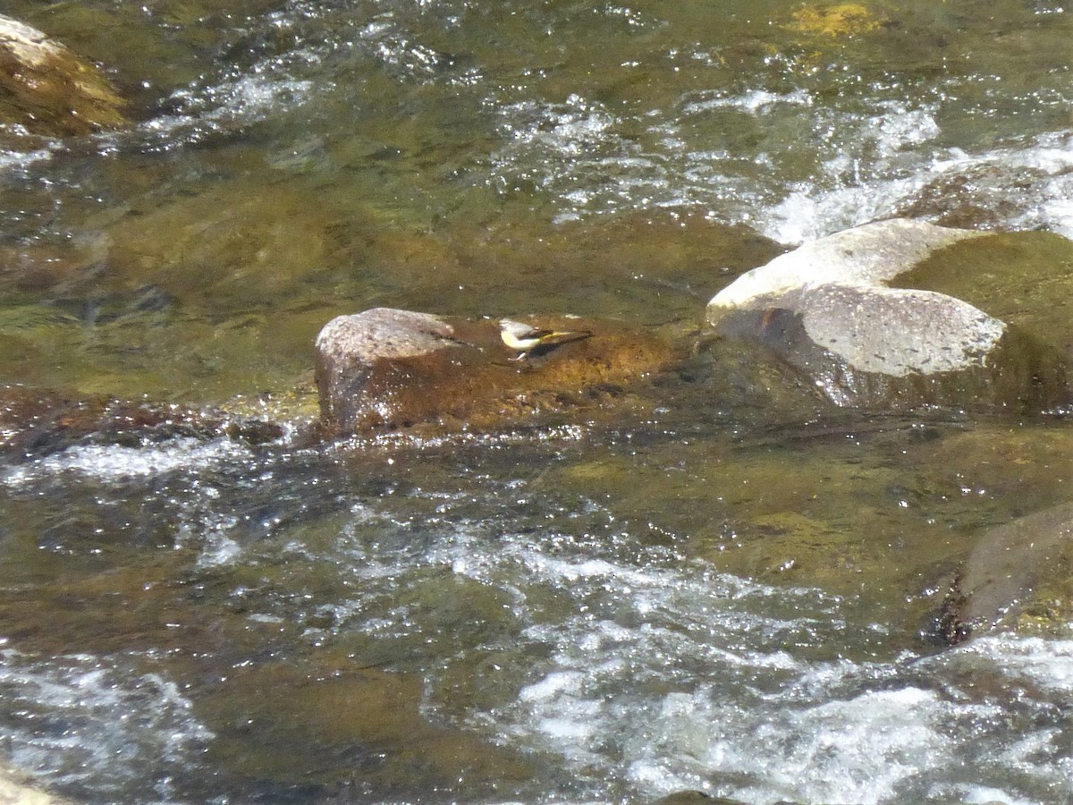 Gray Wagtail - Clive S. & Sheila M. Williamson