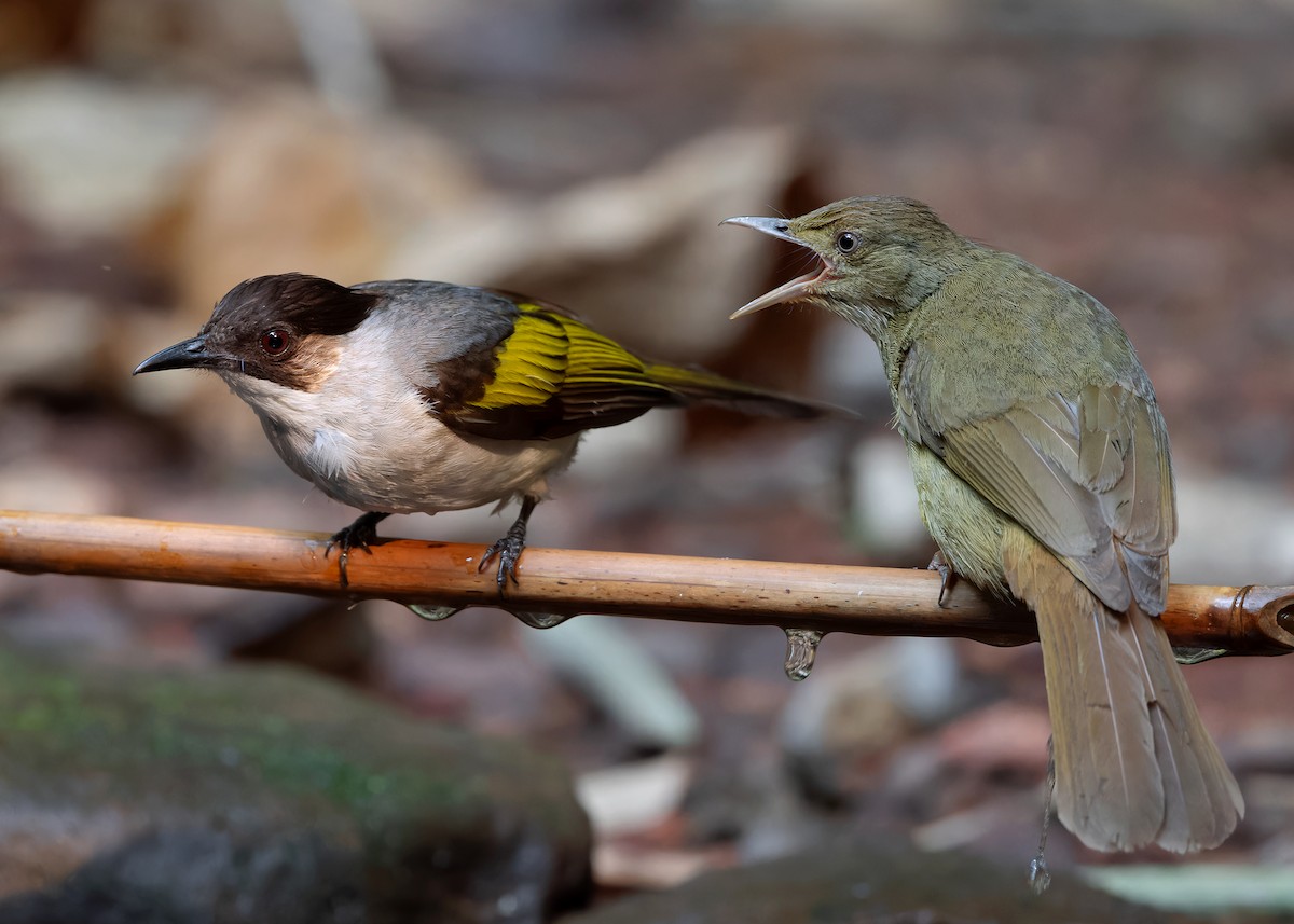 Ashy Bulbul (Ashy) - Ayuwat Jearwattanakanok