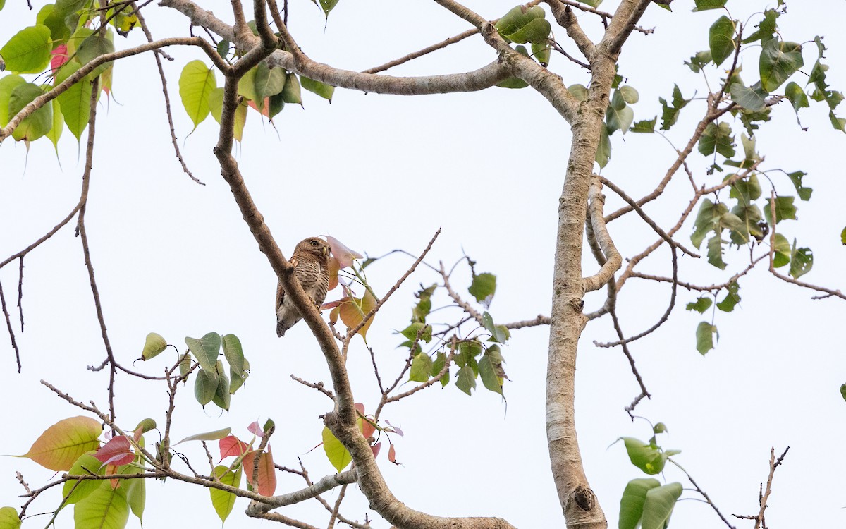 Jungle Owlet - ML618148768