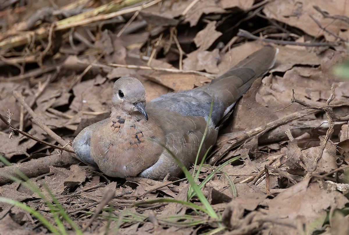 Laughing Dove - Ilan Moriya