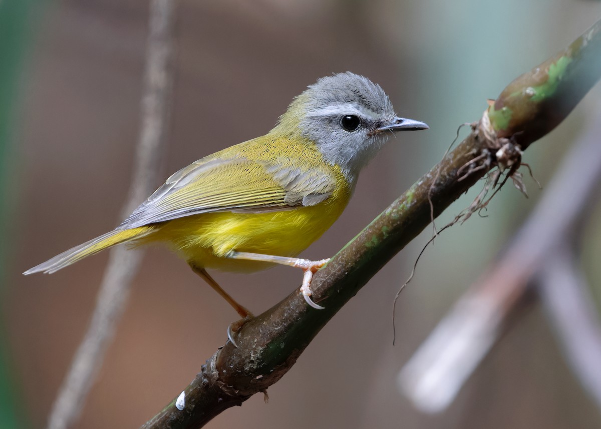 Yellow-bellied Warbler - ML618148784