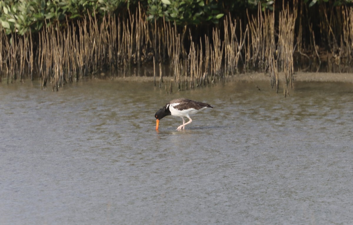 American Oystercatcher - ML618148792