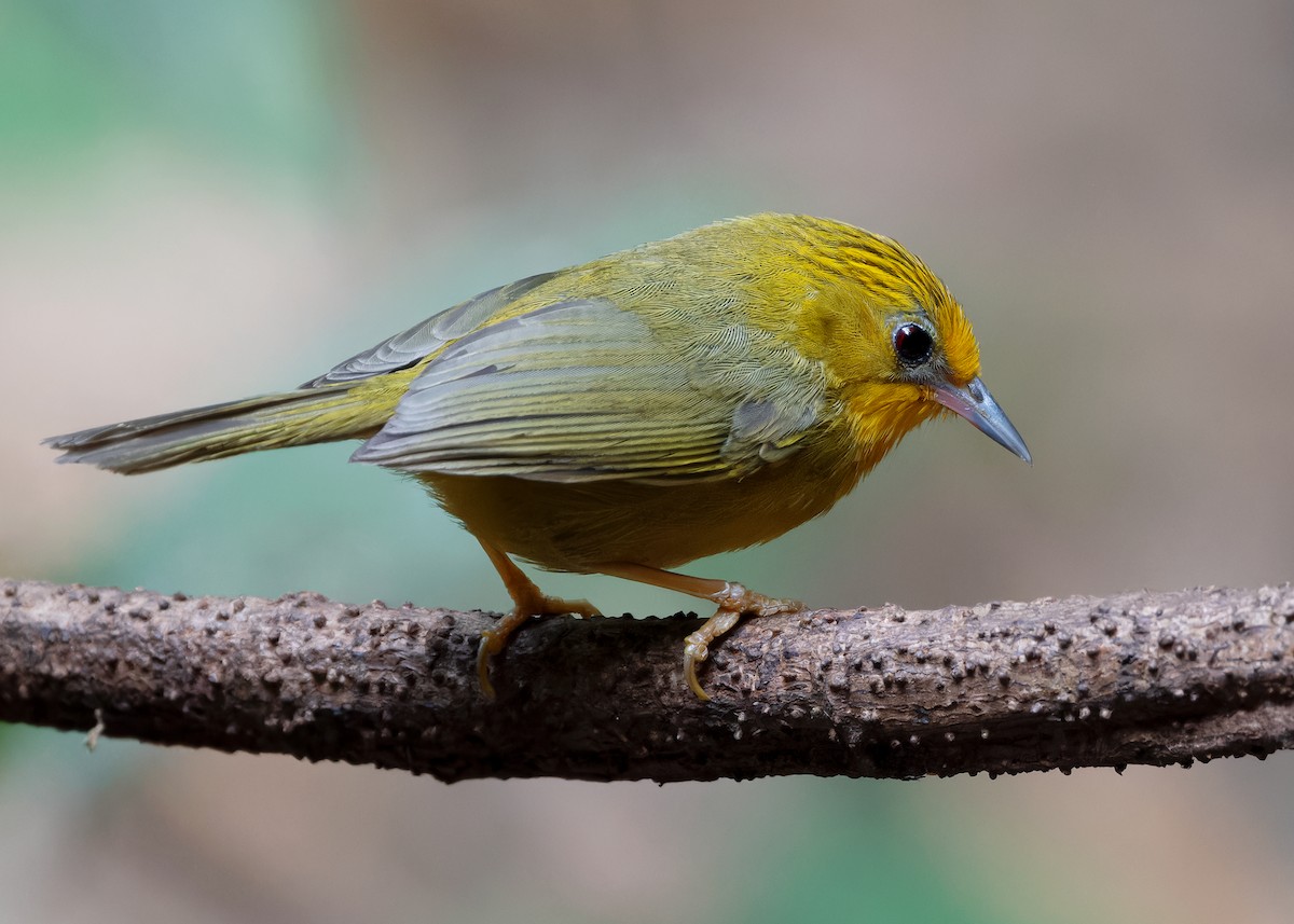 Golden Babbler - Ayuwat Jearwattanakanok