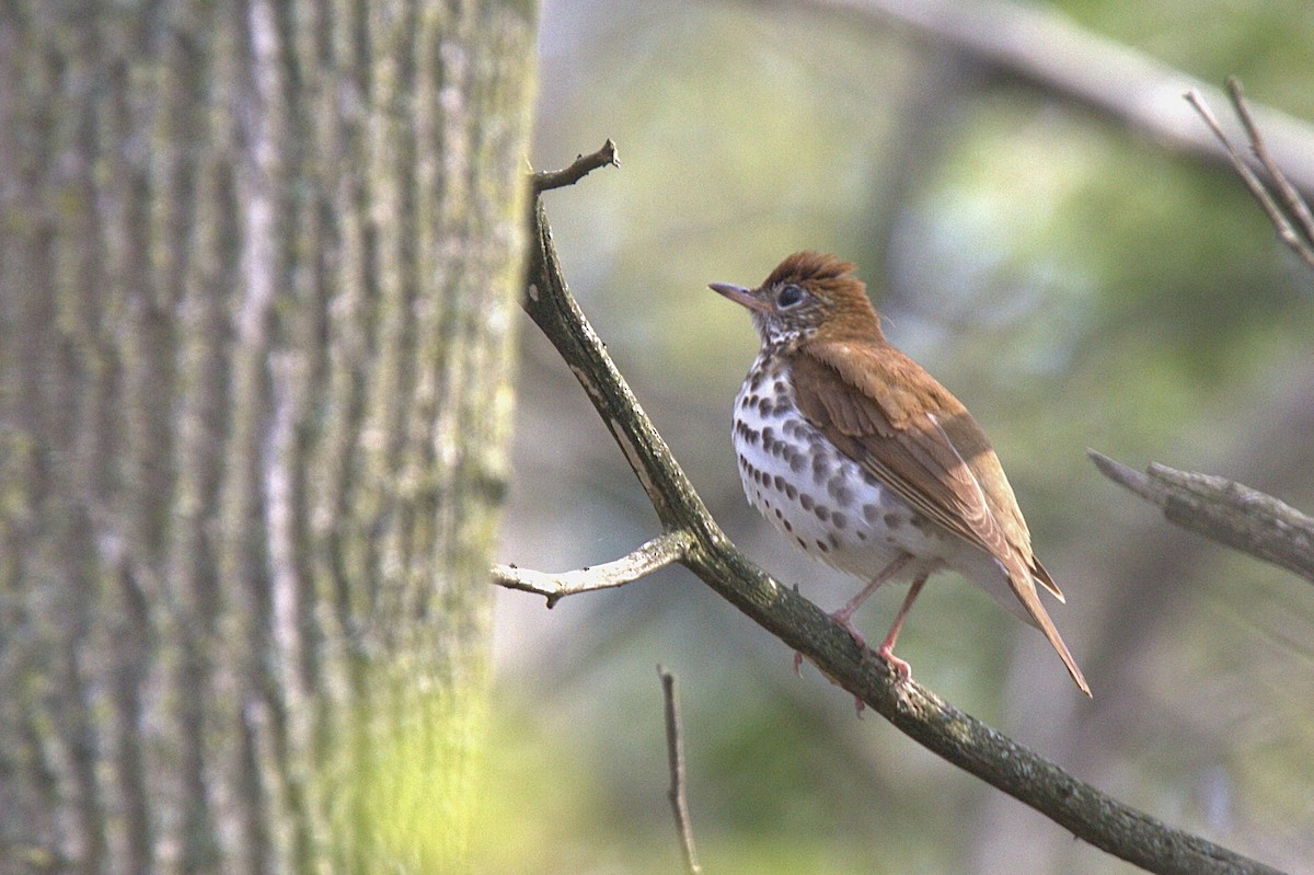 Wood Thrush - Murray Shields