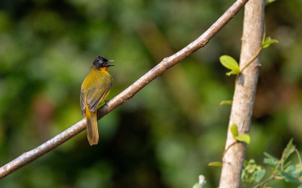 Bulbul à gorge rubis - ML618148812