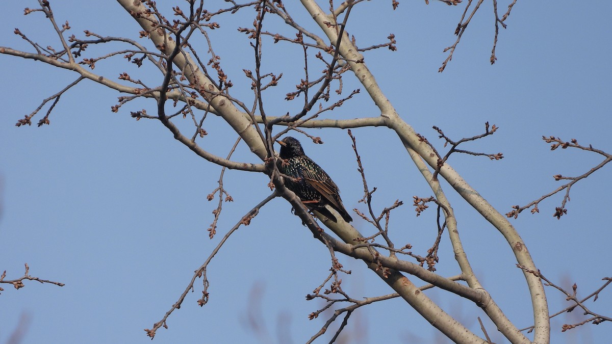 European Starling - Bruno Caula