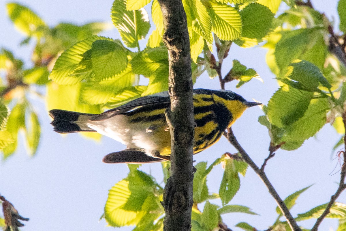 Magnolia Warbler - Daniel Day