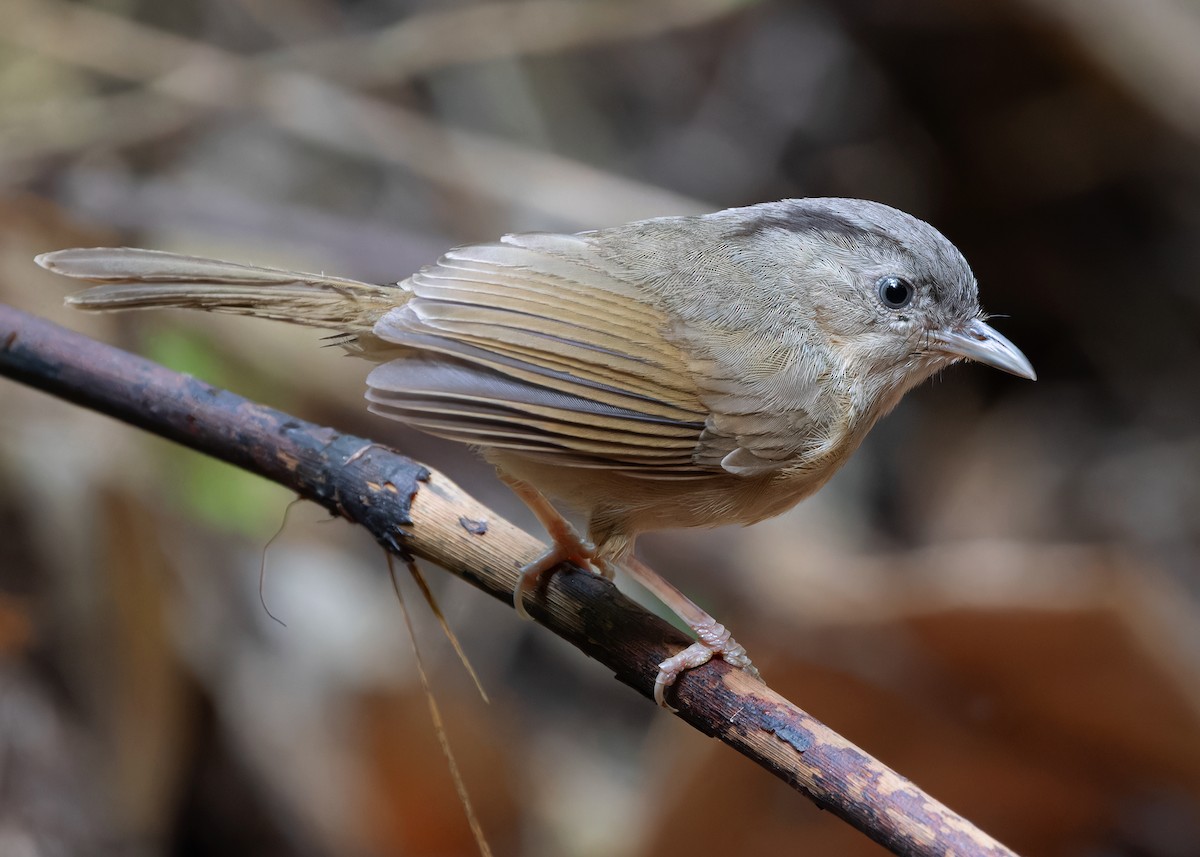 Brown-cheeked Fulvetta - Ayuwat Jearwattanakanok