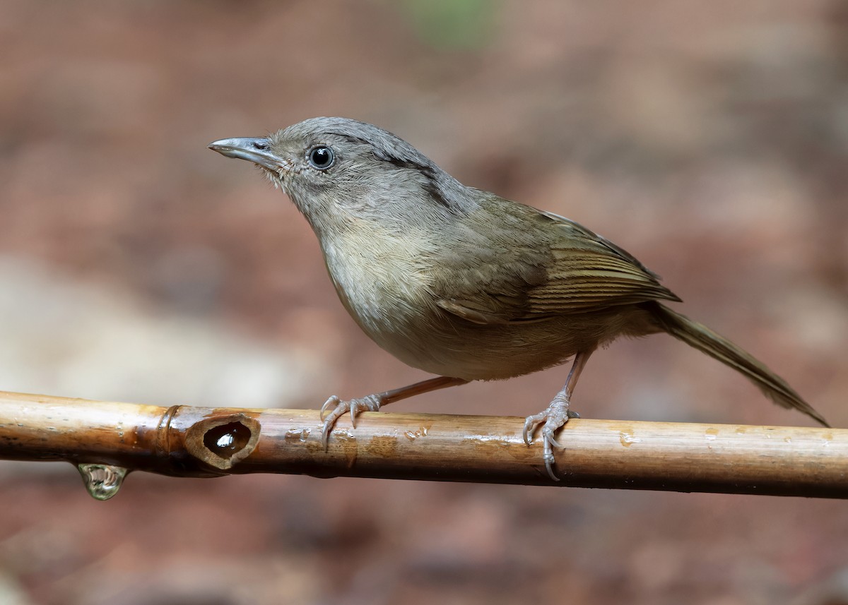 Brown-cheeked Fulvetta - Ayuwat Jearwattanakanok